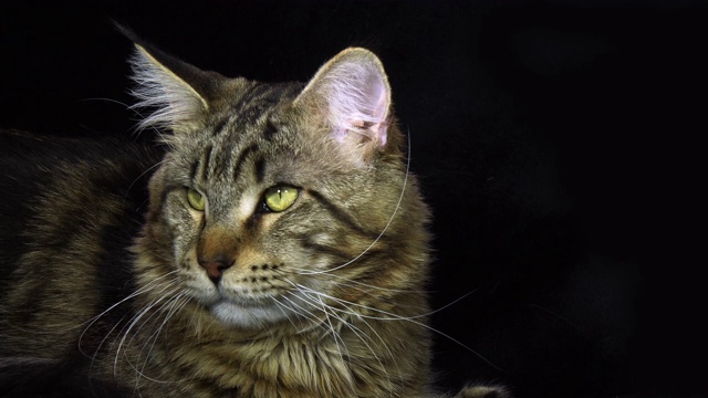 棕斑虎斑缅因家猫，黑色背景下的男性肖像，法国诺曼底，慢镜头4K视频下载