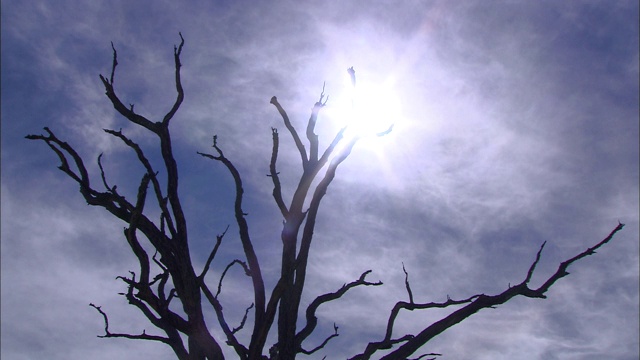 灼热的阳光越过树，奥卡万戈三角洲，博茨瓦纳视频素材