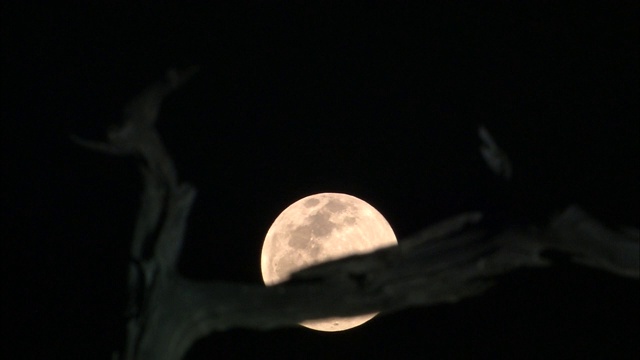 一轮满月在非洲博茨瓦纳奥卡万戈三角洲的夜空中升起视频素材