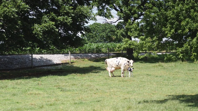 阿米什母牛保护它的新生牛犊视频素材
