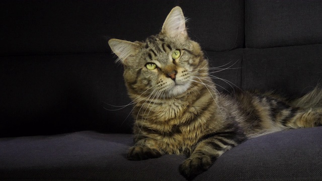 家养褐斑虎斑缅因猫，雄猫躺在黑色背景下，法国诺曼底，慢镜头4K视频下载