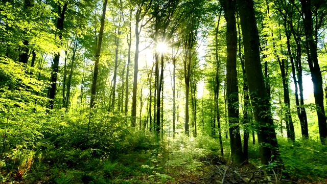 時間流逝，美麗的陽光灑在清新的綠色森林里視頻素材