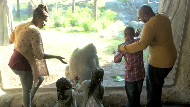 动物园里的非洲裔五口之家，大猩猩视频下载