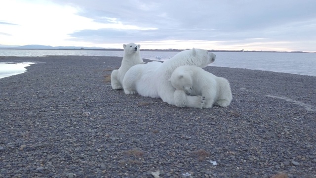 小北极熊坐在熊妈妈旁边视频下载