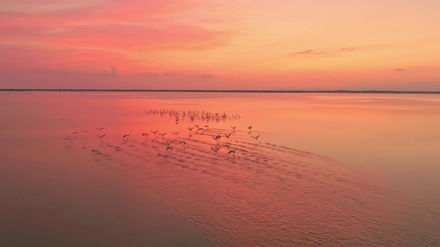 空中SLO MO火烈鸟在黄昏的礁湖飞行视频素材