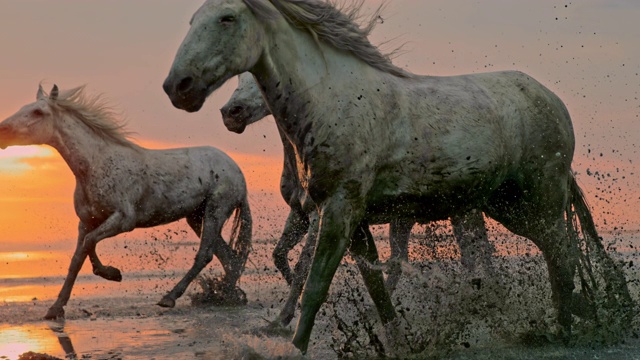 日落時分，馬在海灘上奔跑視頻素材