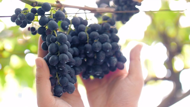 在阳光明媚的慢镜头中，农夫手牵着手在葡萄园里检查葡萄视频素材