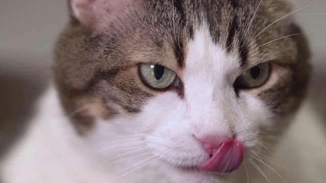 特写的一个有趣的猫舔它的嘴在慢动作。视频下载