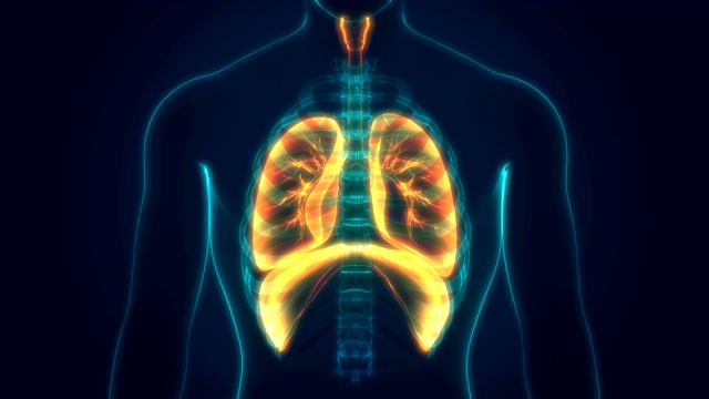 人体呼吸系统解剖学视频素材