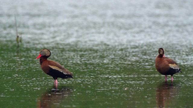 鸭子站在水里视频素材