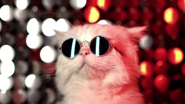 迪斯科毛茸茸的猫在时尚眼镜的肖像在工作室的霓虹灯闪着光的墙。豪华的家猫在银红色背景眼镜摆姿势。视频下载
