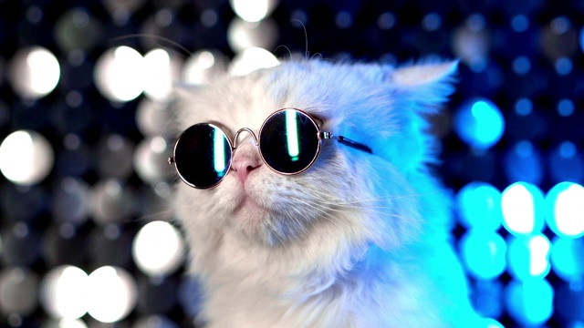 迪斯科毛茸茸的猫在时尚眼镜的肖像在工作室的霓虹灯闪着光的墙。豪华的家猫在眼镜摆姿势在银蓝色的背景。视频下载