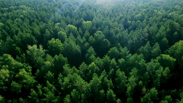 空中生態翠綠的熱帶雨林，美麗的晨光。森林保護的理想背景，保存生物和自然，生態的主題。全球變暖和森林火災主題。視頻素材