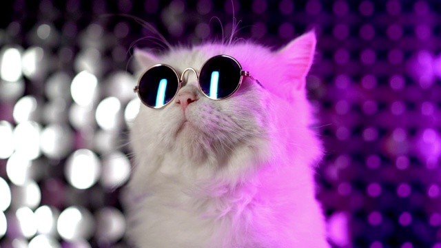 豪华的家猫在眼镜摆姿势在紫色的背景。白色毛茸茸的猫在时尚眼镜肖像。工作室霓虹灯镜头。视频下载