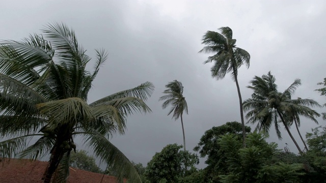 棕榈树吹在风，热带风暴，极端天气台风视频素材