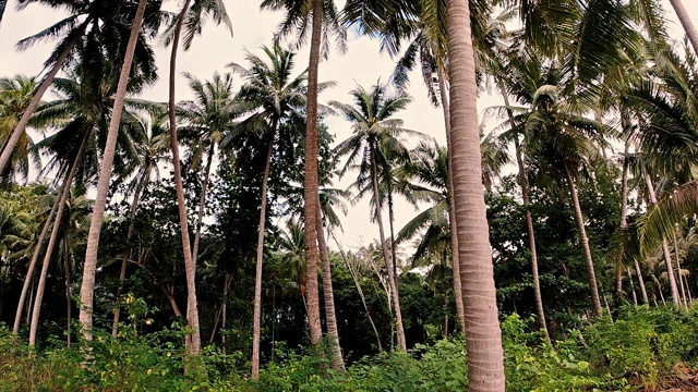 椰子树人工林高大成排视频素材