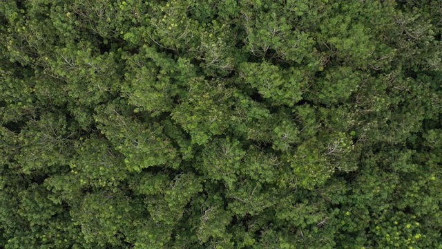 俯视图变焦热带雨林和风视频素材