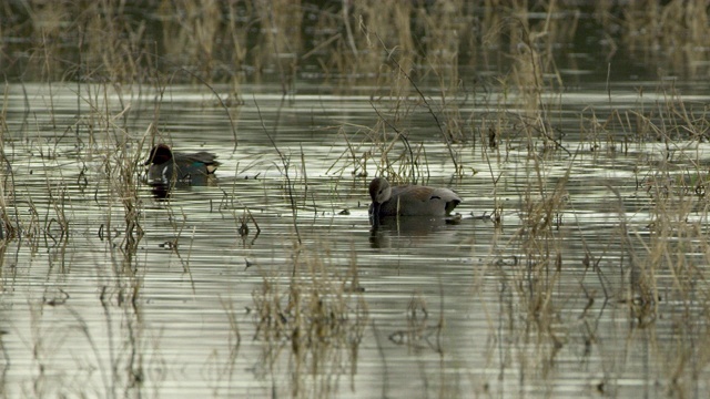 鸭子在水里的草丛中游泳视频素材