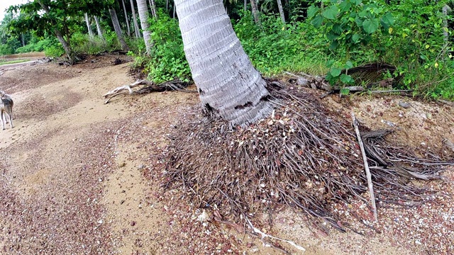 椰子树的根暴露在沙滩上的侵蚀，向上平移视频素材