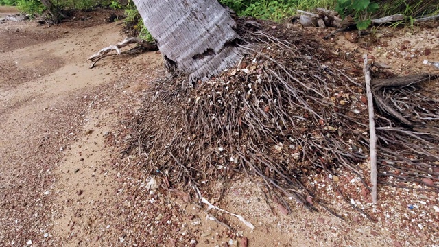 椰子树的根暴露在沙滩上的侵蚀视频素材