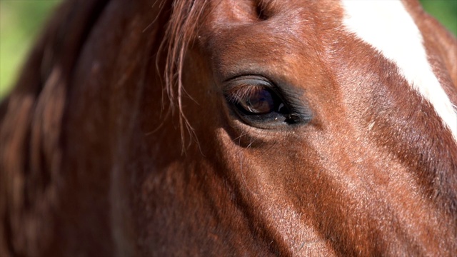 近距离的肖像美丽的棕色马的头和眼睛视频下载