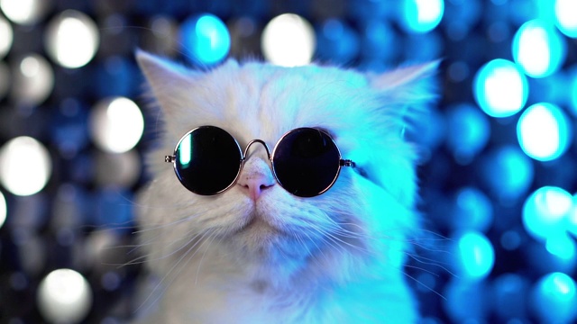 豪华的家猫在眼镜摆姿势在银蓝色的背景。迪斯科毛茸茸的猫在时尚眼镜的肖像在工作室的霓虹灯闪着光的墙。视频下载