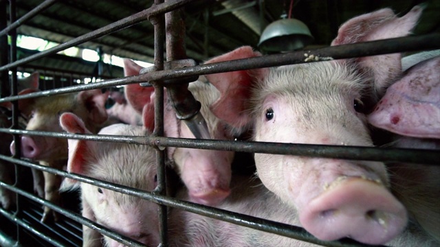 4K慢镜头近距离的年轻的猪在工厂养猪场，家畜和家畜的概念视频下载