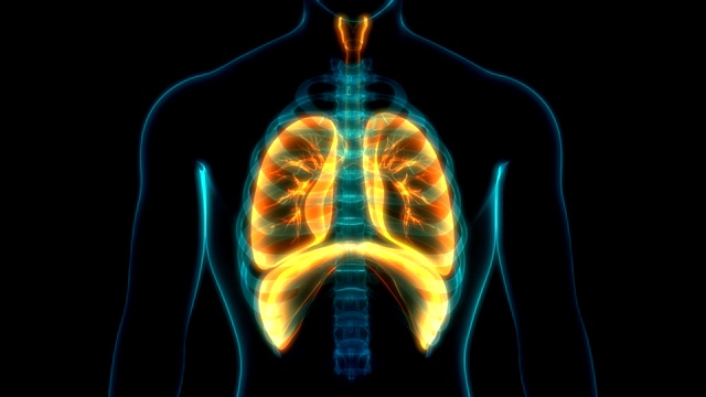 人体呼吸系统解剖学视频素材