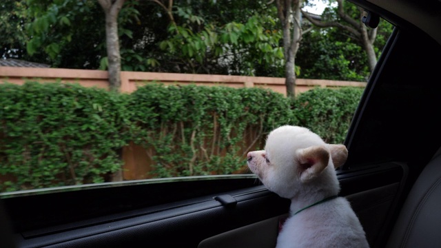 白色博美犬在車上旅行視頻素材