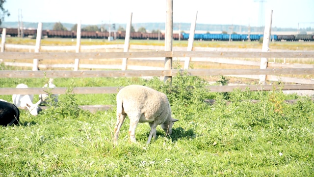 农场的动物，山羊和奶牛在草地上视频下载