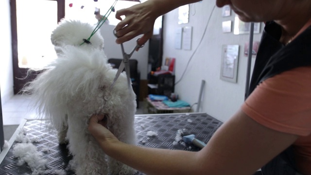 可爱的狗得到新的发型在美容沙龙视频素材