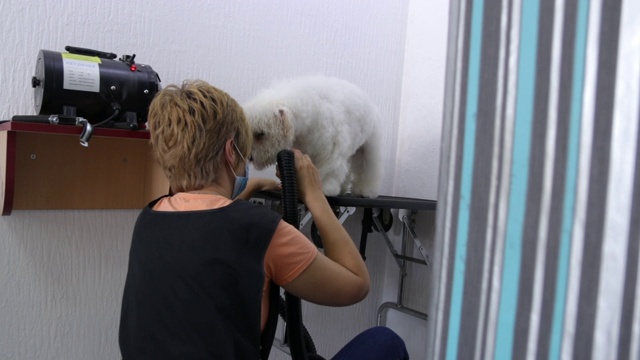 可爱的狗得到新的发型在美容沙龙视频下载