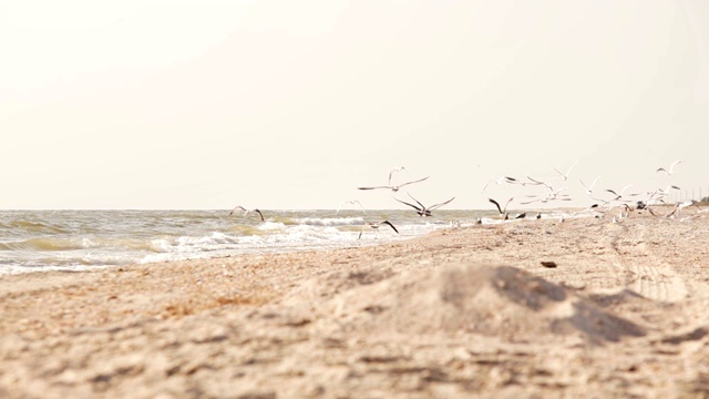 一个人沿着沙滩跑，吓着一群海鸥视频素材