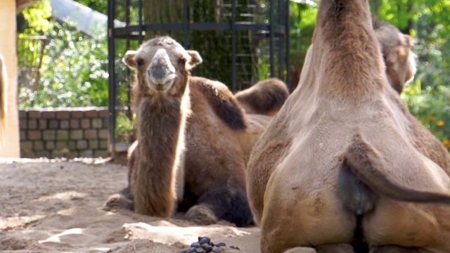 一种是摇摆尾巴的骆驼，另一种是咀嚼的骆驼，这种动物来自亚洲沙漠，很受欢迎视频下载