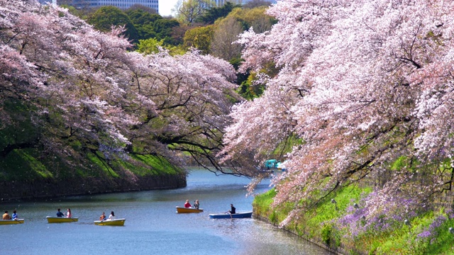 日本东京千鸟渊公园的樱花，慢镜头视频下载
