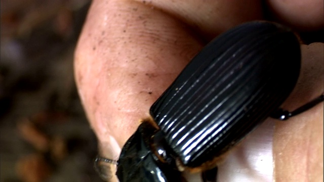 用手指抓住一只钻木甲虫，检查它的身体。视频下载