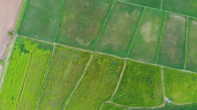 美丽的绿色稻田视频俯视图视频下载