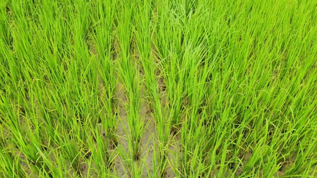 绿色稻田俯视图视频拜无人机，视频下载