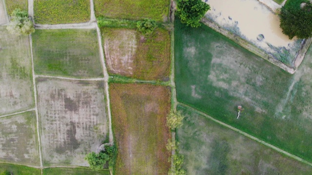 亚洲美丽的绿色稻田，视频俯视图，视频下载