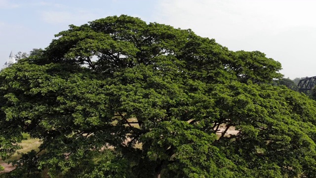 森林里的大树俯视图无人机，视频下载
