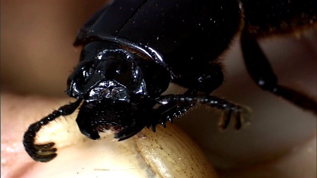 一只钻木甲虫在手指上摆动它的触角。视频下载