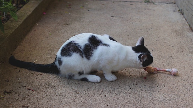 美丽的白猫和黑猫正在吃新鲜的鸡骨头视频素材