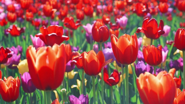 红色郁金香在花坛上开花。近距离观察花园里五颜六色的郁金香花坛视频下载