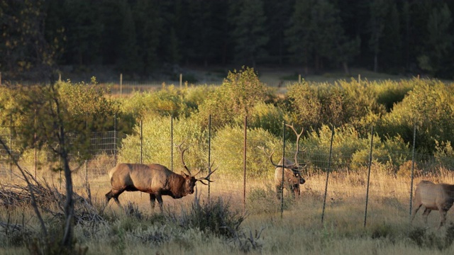 WS 4K拍摄的2只大型公麋鹿或马鹿(加拿大鹿)通过篱笆战斗视频素材