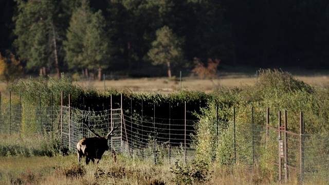 WS 4K射击与2大公麋鹿或马鹿(鹿加拿大)通过篱笆战斗的声音视频素材