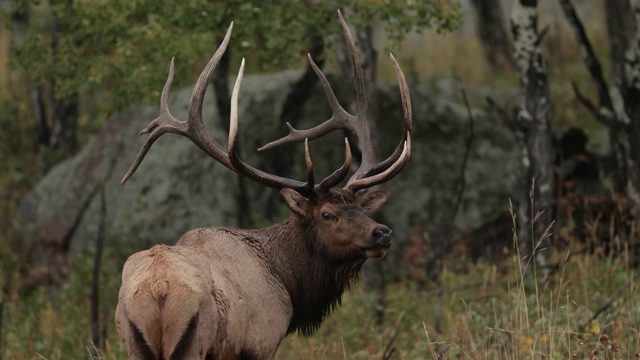 MS 4K拍摄与一个巨大的公麋鹿或马鹿(加拿大鹿)的声音在日出视频下载
