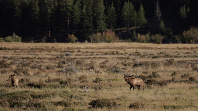 WS 4K拍摄与一个巨大的公麋鹿或马鹿(加拿大鹿)在日出时的鸣叫声视频素材