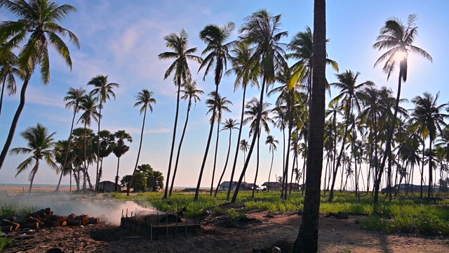 夏日阳光明媚的热带海滩上有棕榈树视频素材