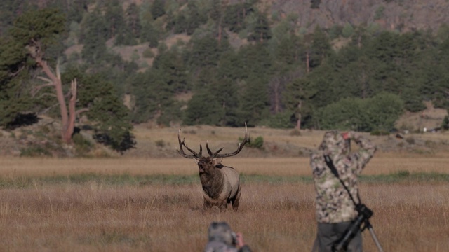 MS 4K拍摄与一个巨大的公麋鹿或马鹿(加拿大鹿)的声音在日出与摄影师在前景视频素材