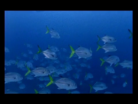 一大群黄色和银色的鱼在海里游泳。视频下载